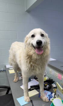 Rescue Great Pyrenees Dogs for Adoption in Newport, New Hampshire - Harriet | PetCurious