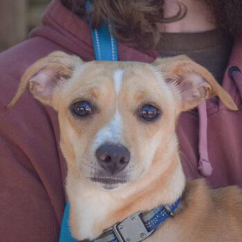 Dancer -  Dachshund and Chihuahua Dog for Adoption in Huntley, Illinois - Dancer | PetCurious