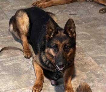 Reo Speedwagon 7581 -  German Shepherd Dog Dog for Adoption in Centreville, Virginia - Reo Speedwagon 7581 | PetCurious