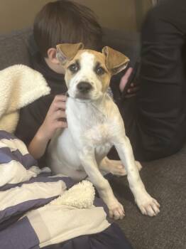 Rescue Mixed Breed Dogs for Adoption in Sioux Falls, South Dakota - Bella | PetCurious