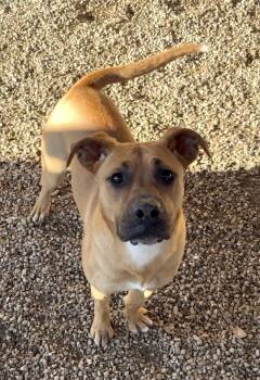 Pit Bull Terrier and Boxer Dogs Available for Adoption - Mabel | PetCurious