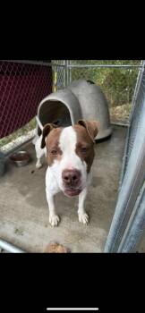 Rescue Mixed Breed Dogs for Adoption in Warren, Ohio - King | PetCurious