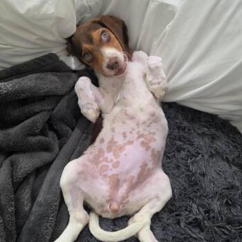 Beagle and Mixed Breed Dogs Available for Adoption in Pearland, Texas - Jodie | PetCurious