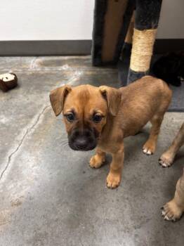 Trixie -  Shepherd Dog for Adoption in Gautier, Mississippi - Trixie | PetCurious