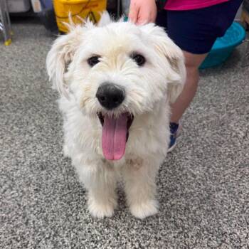 Bernice -  Mixed Breed Dog for Adoption in Fredericksburg, Virginia - Bernice | PetCurious