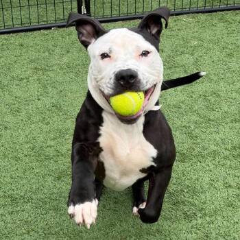 Pit Bull Terrier and Mixed Breed Dogs Available for Adoption in Matteson, Illinois - Playpen | PetCurious