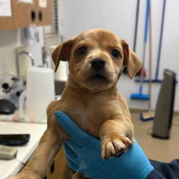 Bo peep -  Mixed Breed Dog for Adoption in West Palm Beach, Florida - Bo Peep | PetCurious