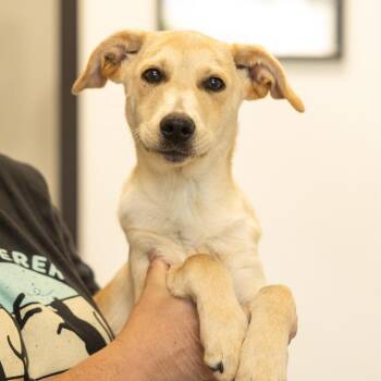Norman -  Mixed Breed Dog for Adoption in Cape Girardeau, Missouri - Norman | PetCurious