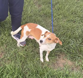 Pick me, Daisy -  Jack Russell Terrier and Beagle Dog for Adoption in Conway, South Carolina - Pick Me, Daisy | PetCurious