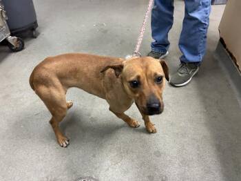 Pit Bull Terrier Dogs Available for Adoption in Salinas, California - RUBY | PetCurious