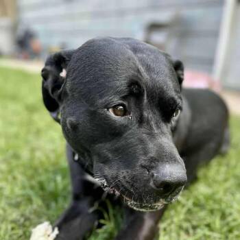 Labrador Retriever and Bulldog Dogs Available for Adoption - Ren (20260210-01) | PetCurious