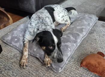 Cattle Dog Dogs Available for Adoption - Ginny | PetCurious