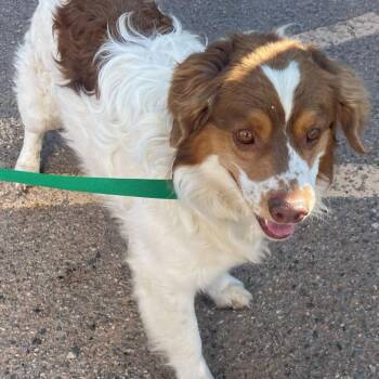 Loki -  Brittany Spaniel and Cavalier King Charles Spaniel Dog for Adoption in Bernalillo, New Mexico - Loki | PetCurious