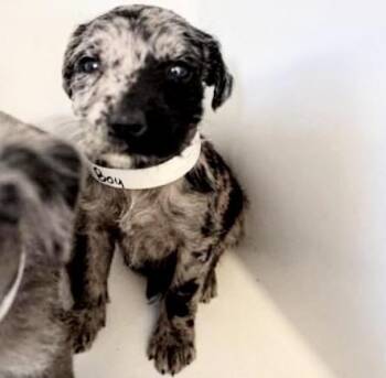 Labrador Retriever Dogs Available for Adoption - A652422 | PetCurious