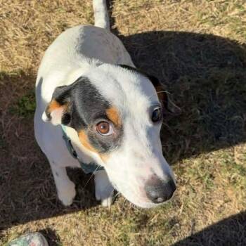 Pointer and Labrador Retriever Dogs Available for Adoption in Warren, Rhode Island - Denise | PetCurious