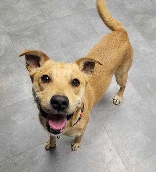 Rescue Australian Cattle Dog Blue Heeler and Labrador Retriever Dogs for Adoption in Lisbon, Ohio - Wagner | PetCurious