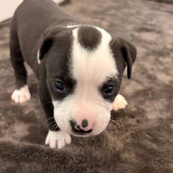 Terrier Dogs Available for Adoption - Shortbread | PetCurious