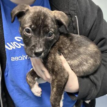 Pit Bull Terrier Dogs Available for Adoption in Greensboro, North Carolina - BABY | PetCurious