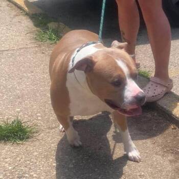 Jack Harlow Stray Hold 7/8 -  Mixed Breed Dog for Adoption in Huntington, West Virginia - Jack Harlow Stray Hold 7/8 | PetCurious