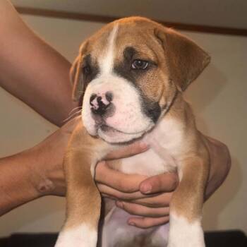 Tomas -  Boxer Dog for Adoption in West Islip, New York - Tomas | PetCurious