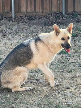 Rescue German Shepherd Dog Dogs for Adoption in Dallas, Texas - Chance (New Digs) | PetCurious