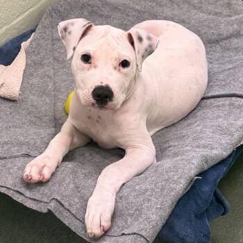 Smoothie -  American Bulldog and Mixed Breed Dog for Adoption in West Palm Beach, Florida - Smoothie | PetCurious