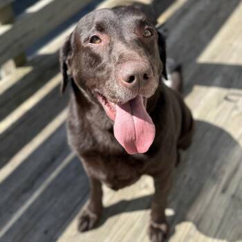 Chocolate Labrador Retriever Dogs Available for Adoption - Milton | PetCurious