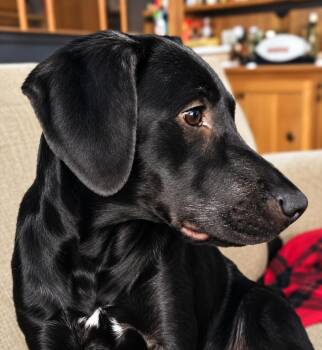 Pebbles -  Black Labrador Retriever Dog for Adoption in Holly Springs, Mississippi - Pebbles | PetCurious