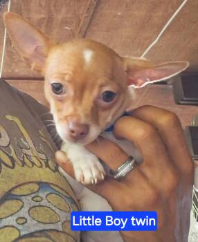 Sir Barkley -  Chihuahua Dog for Adoption in Powder Springs, Georgia - Sir Barkley | PetCurious