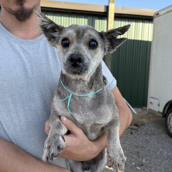 Rescue Cairn Terrier Dogs for Adoption in Columbia, South Carolina - Bozeman | PetCurious