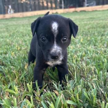 Rescue Australian Cattle Dog Blue Heeler Dogs for Adoption in Harlingen, Texas - Cora | PetCurious