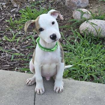 Caleb -  Pit Bull Terrier Dog for Adoption in Holiday Hills, Illinois - Caleb | PetCurious