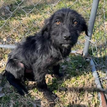Poodle and Labrador Retriever Dogs Available for Adoption - Skylar | PetCurious