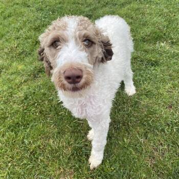 Harrison -  Mixed Breed Dog Available for Adoption in Fletcher, North Carolina - Harrison | PetCurious
