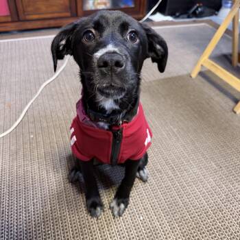 Coco -  Mixed Breed Dog for Adoption in Eustis, Florida - Coco | PetCurious