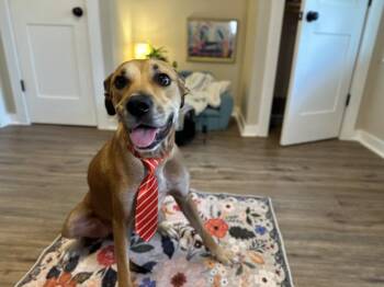 Rye Sweet as Pie Loves Everyone -  Labrador Retriever and Pit Bull Terrier Dog for Adoption in Friendswood, Texas - Rye Sweet As Pie Loves Everyone | PetCurious