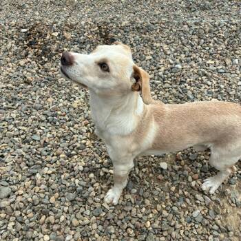 Churro (aka Scrappy Doo) -  Jack Russell Terrier Dog for Adoption in North Battleford, Saskatchewan - Churro (aka Scrappy Doo) | PetCurious