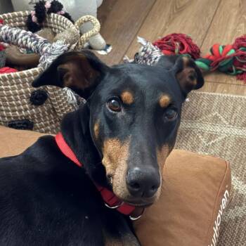 Reese -  Doberman Pinscher Dog for Adoption in Barrington, Illinois - Reese | PetCurious