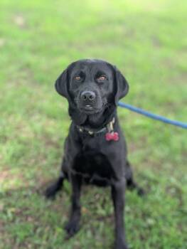 Dolly -  Black Labrador Retriever and Mixed Breed Dog for Adoption in Aiken, South Carolina - Dolly | PetCurious