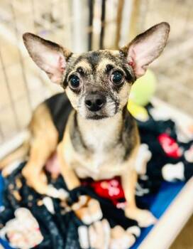 Rescue Chihuahua Dogs for Adoption in Ashland, Kentucky - Miss Fritter | PetCurious