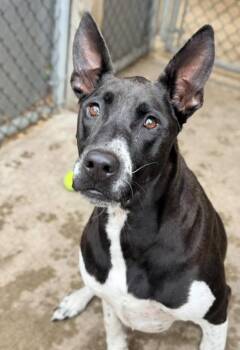 Kayla -  Labrador Retriever Dog for Adoption in Chicago, Illinois - Kayla | PetCurious