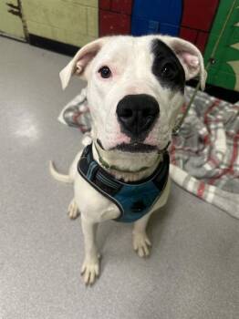 Pit Bull Terrier Dogs Available for Adoption - MABLE | PetCurious