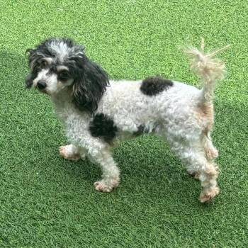 Twinkle Tammy 9070 -  Miniature Poodle Dog for Adoption in Loxahatchee Groves, Florida - Twinkle Tammy 9070 | PetCurious
