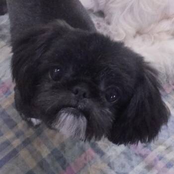 Shih Tzu and Pekingese Dogs Available for Adoption - SAMMY | PetCurious