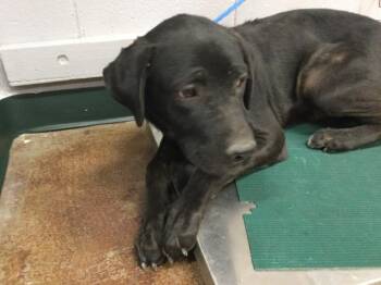 Rescue Mastiff and Mixed Breed Dogs for Adoption in Thousand Palms, California - JESSE | PetCurious