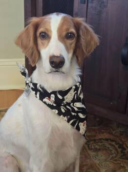 Charlie -  English Setter Dog for Adoption - Charlie | PetCurious