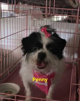 Penny -  Shih Tzu Dog for Adoption in St. Augustine, Florida - Penny | PetCurious