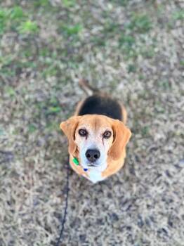 Beagle and Mixed Breed Dogs Available for Adoption - Daisy | PetCurious
