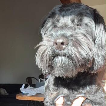 Boba -  Shih Tzu and Cocker Spaniel Dog for Adoption in Sunrise, Florida - Boba | PetCurious