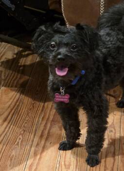 Ollie -  Pomapoo Dog for Adoption in Roxbury Township, New Jersey - Ollie | PetCurious